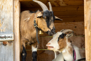 A billy goat and a female goat look out of a stable