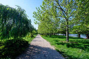 Obraz premium Landscape with the main alley and many large green trees in King Michael I Park (Herastrau), in a sunny spring day..