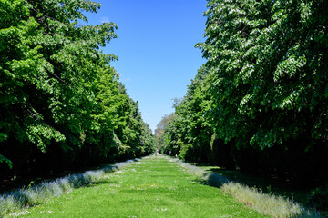 Minimalist garden landscape with linden trees and green leaves near a grey alley in a sunny summer day in Cismigiu Garden in Bucharest, Romania .