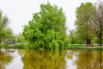 Landscape with water and green weeping willow trees on the shoreline of Titan Lake in Alexandru Ioan Cuza (IOR) Park in Bucharest, Romania,  in a cloudy spring day with white sky.