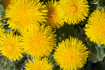 Natural beauty of some bright yellow dandelion flowers (Taraxacum) from the daisy family (Asteraceae). Top view. Background 