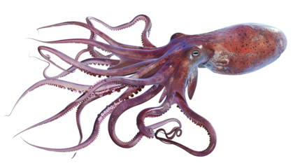 Giant squid isolated on white background
