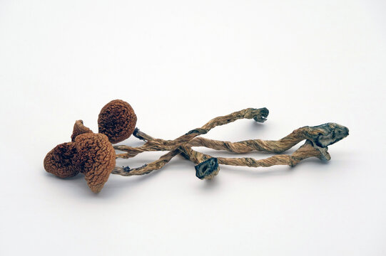Three dried magic mushrooms of the Golden Teacher type.