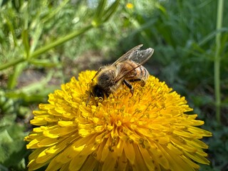 bee on yellow flower
