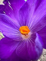 flower of a flower purple