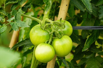 Close-up of tomato