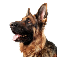 stockphoto, german shepherd on a transparent background. Beautiful portrait of a German shepherd dog . Animal design element.
