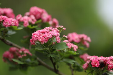 Pattern of Hawthorn flowers and copy space