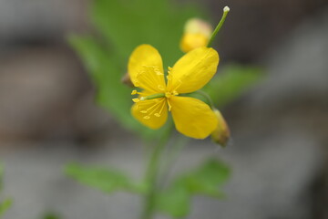 Obraz premium Green backgound with yellow celandine flowers