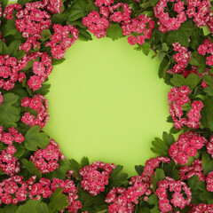 Green backgound with frame of Hawthorn flowers and copy space