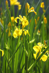 Obraz premium Bright yellow iris blooming on the pond with green background