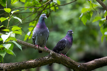 pigeons on a branch in the wild