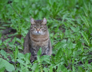 A grey striped green-eyed cat is sitting in the green grass