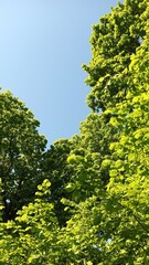 Fototapeta premium green leaves 