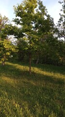 Obraz premium Park 