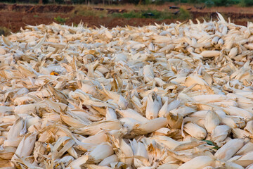 Pile of dried corn on the field in the countryside