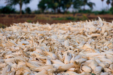 Dry corn in the field Selective focus
