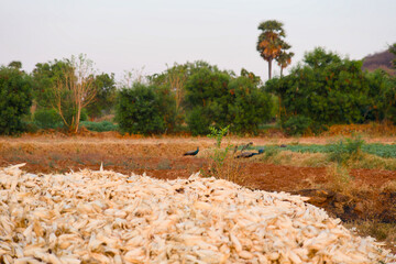 Cultivated corn fields in the countryside of India and peacock on the field