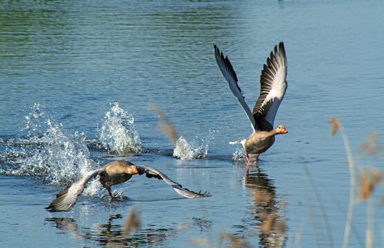 Rostg&auml;nse im Flug in den Rieselfeldern in M&uuml;nster
