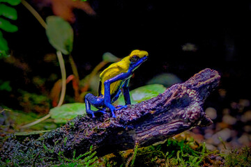 poison dart frog