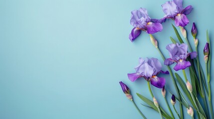 iris flowers on solid blue background with copy space for text, backdrop mockup template design concept
