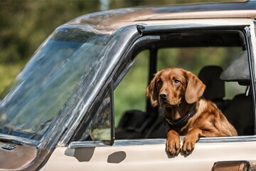 A brown dog sitting inside a car.