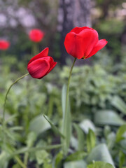 red tulips