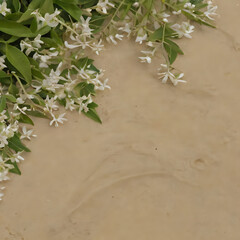 a field of sunflowers with a lake in the background