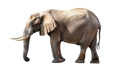 Obraz premium Elephant isolated on white background