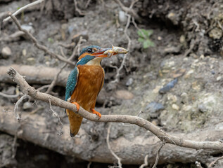 Kingfisher 3