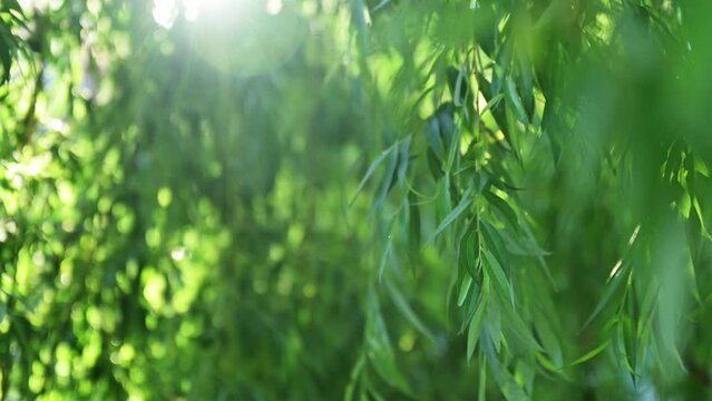 Weeping willow treetop with lush green leaves