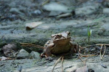 Frog sitting on the ground