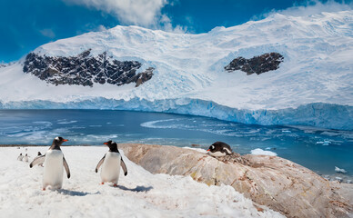Gentoo Penguins (Pygoscelis papua) and the glacier at Neko Harbor, an inlet of the Antarctic Peninsula on Andvord Bay, Antarctica.