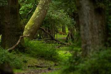 looking down the forest to a deer in the national park New Forest