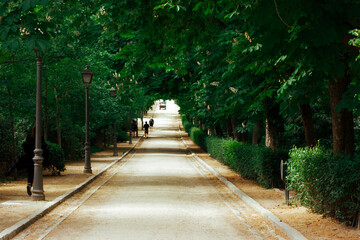 A long straight road in spring park goes into distance. A green zone in an urban area, a place to walk in nature. A tunnel walkway made of green trees