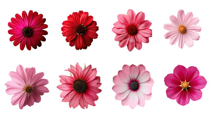 Pink and Red Floral Bouquet Isolated on Transparent Background - Elegant Digital Art for Spring and Summer Designs