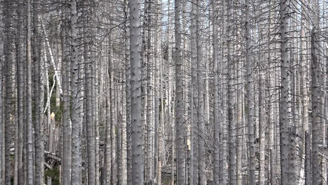 Abgestorbene Fichten, Monokultur, Totholz - Klimawandel und Sch&auml;dlingsbefall, Waldumbau