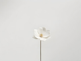 Obraz premium white flower on a white background