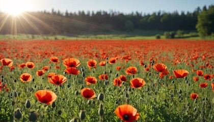 Panoramic banner of a flower meadow of poppies in the sun. Beautiful flowers in nature close-up. Natural spring and summer landscape with red poppies.