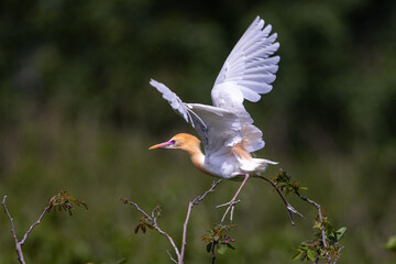 Eastern Cattle Egret-Heron