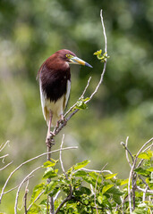 Chinese pond heron
