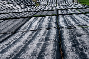 八女中央大茶園　黒い寒冷紗で被覆栽培する茶園　
