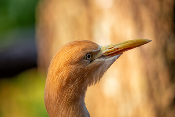 Cattle Egret (Bubulcus ibis) - Wader of Warm Regions
