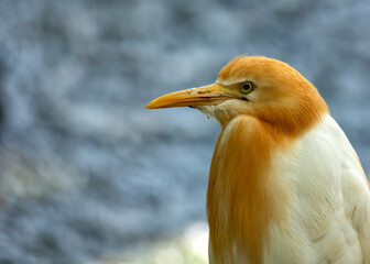 Cattle Egret (Bubulcus ibis) - Wader of Warm Regions