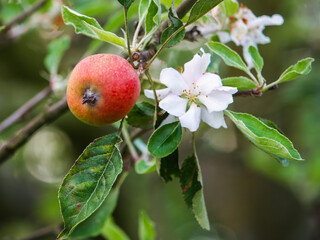 Autumn metamorphoses, ripe apple and white inflorescence simultaneously on the branch