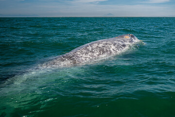 Naklejka premium Gray whale (Eschrichtius robustus) in San Ignacio Lagoon, Baja California Sur, Mexico.