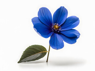 blue flower isolated on white