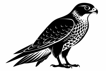 Falcon silhouette on white background, Vector illustration, icon, svg, characters, Holiday t shirt, Hand drawn trendy Vector illustration