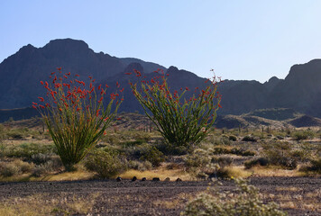 ocotillo cacti with bright red blossoms