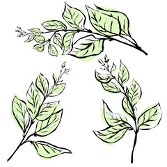 Fototapeta premium Hand drawn stylized black-green sketch with Shoots of Tree filled with green color
